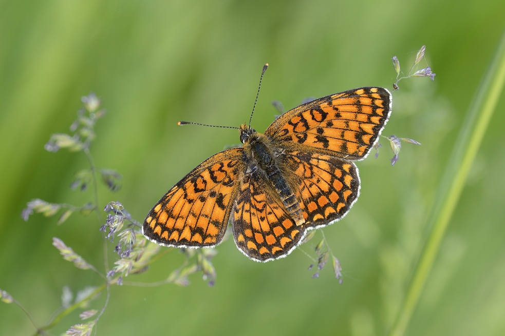 Melitaea phoebe